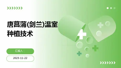唐菖蒲(剑兰)温室种植技术