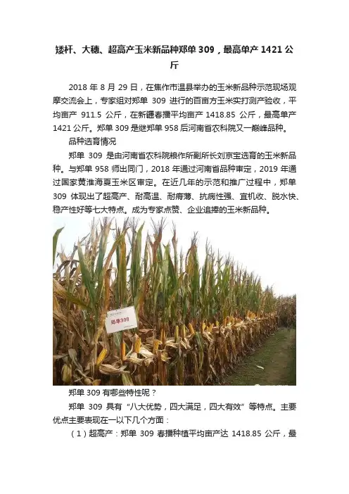 矮杆、大穗、超高产玉米新品种郑单309，最高单产1421公斤