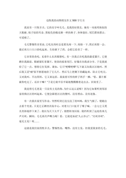 边牧我的动物朋友作文500字左右
