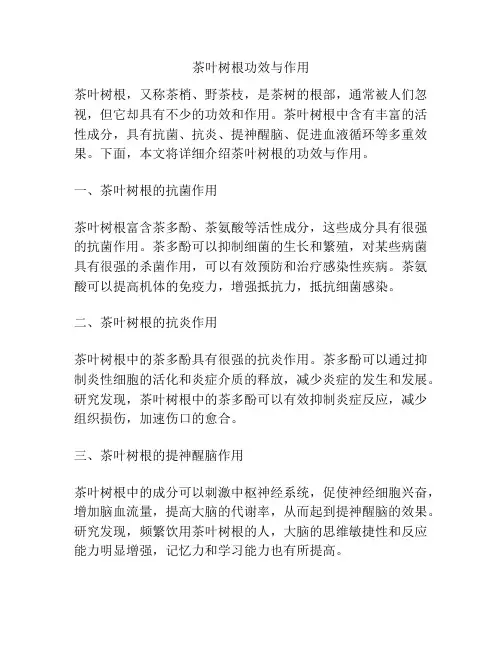茶叶树根功效与作用
