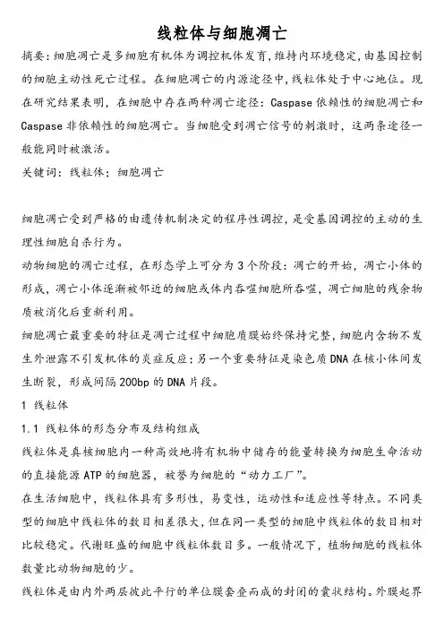 线粒体与细胞凋亡-----------细胞生物学课程论文