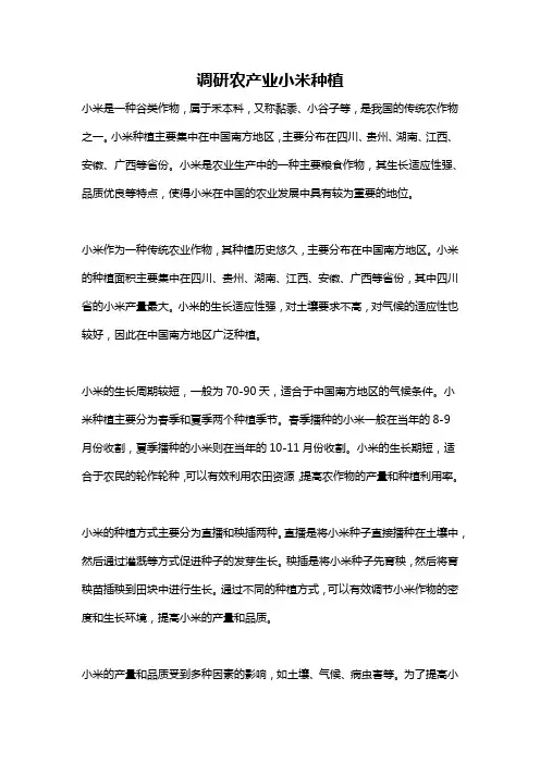 调研农产业小米种植