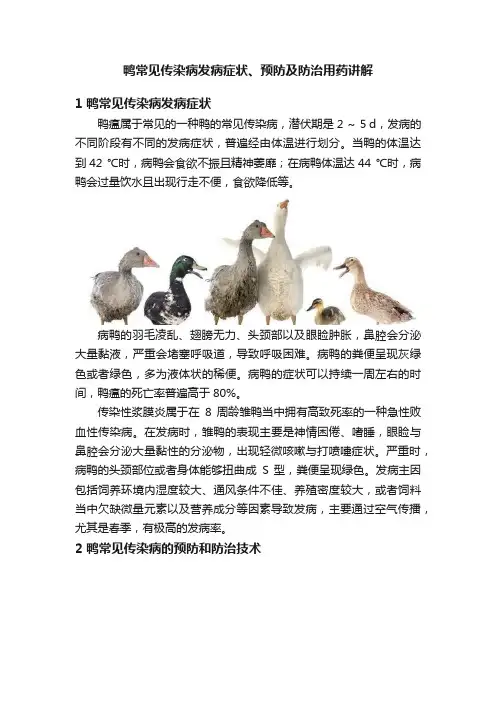 鸭常见传染病发病症状、预防及防治用药讲解