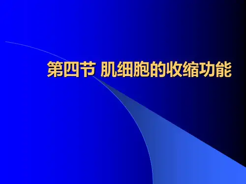 第四节 肌细胞的收缩功能