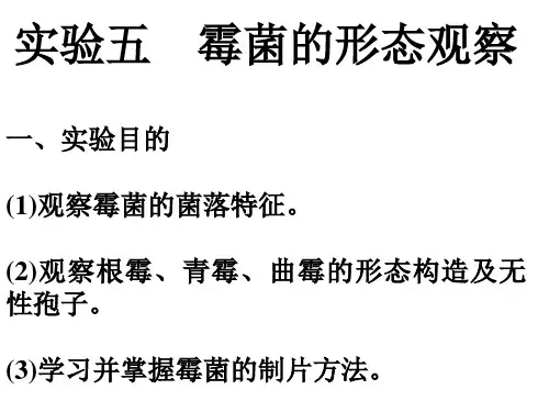 微生物学 实验5  霉菌的形态观察