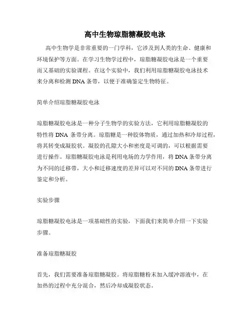高中生物琼脂糖凝胶电泳