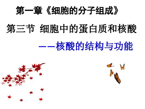 高一生物苏教版2019必修1同步课件13+细胞中的蛋白质和核酸