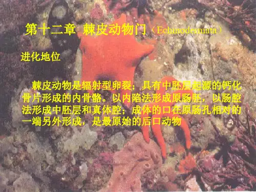 动物学第12章 棘皮动物门