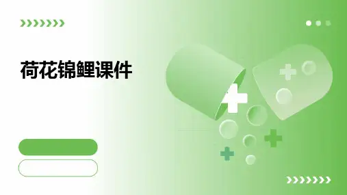 荷花锦鲤课件ppt