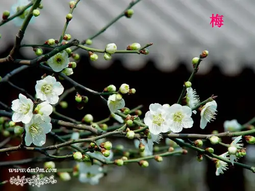 4-1-1花的结构和类型(课件)济南版生物八年级