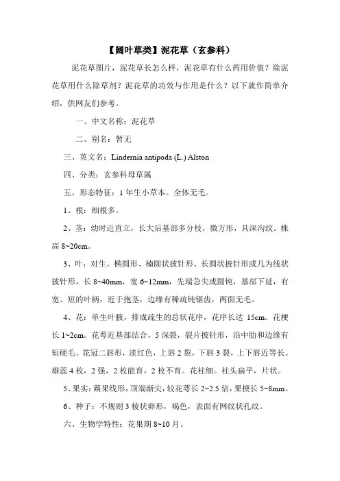 【阔叶草类】泥花草(玄参科)