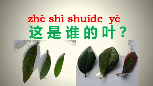 一年级上科学导学课件：这是谁的叶？教科版