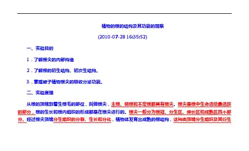 植物的根的结构及其功能的观察 3