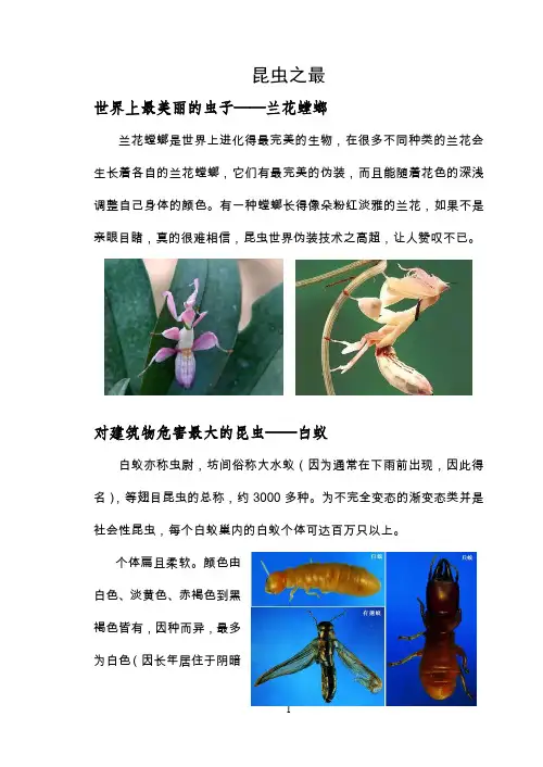 昆虫之最