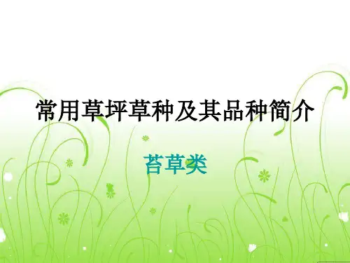 常见草坪草种简介(3其他科属)