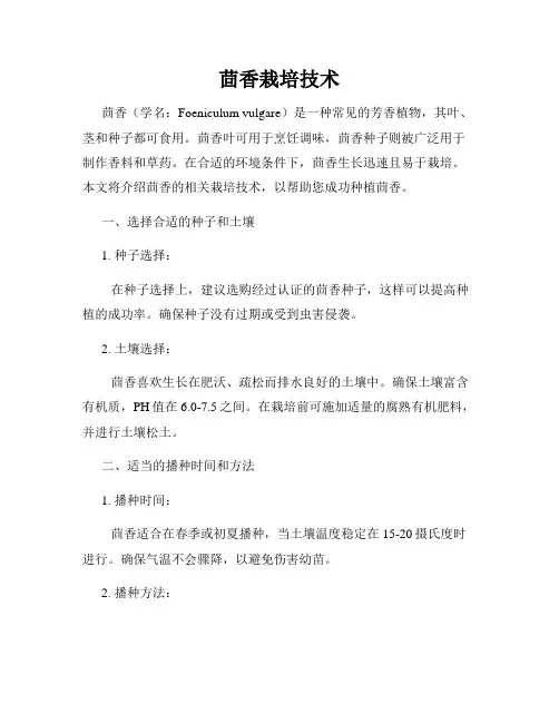 茴香栽培技术
