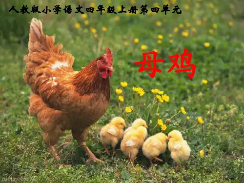 人教版四年级语文(上册)16课_母鸡