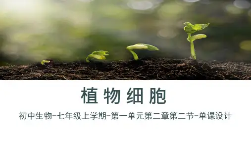 2024-2025学年人教版(2024)生物七年级上册+1.2.2++植物细胞+课件
