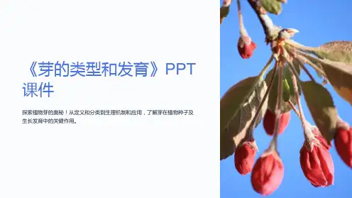 《芽的类型和发育》课件