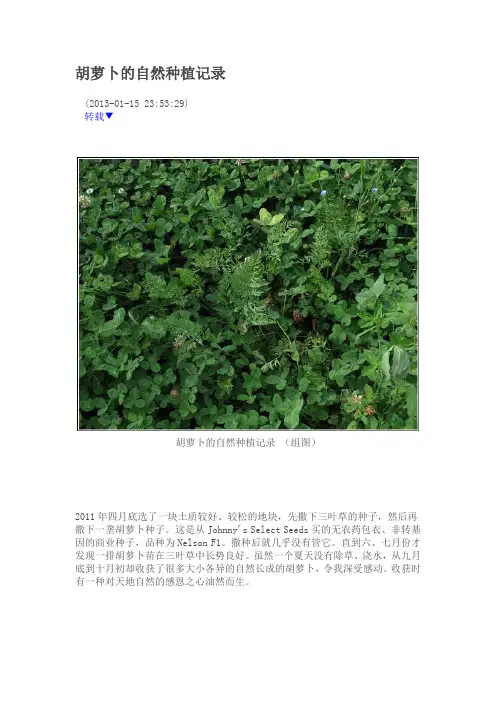 胡萝卜的自然种植记录