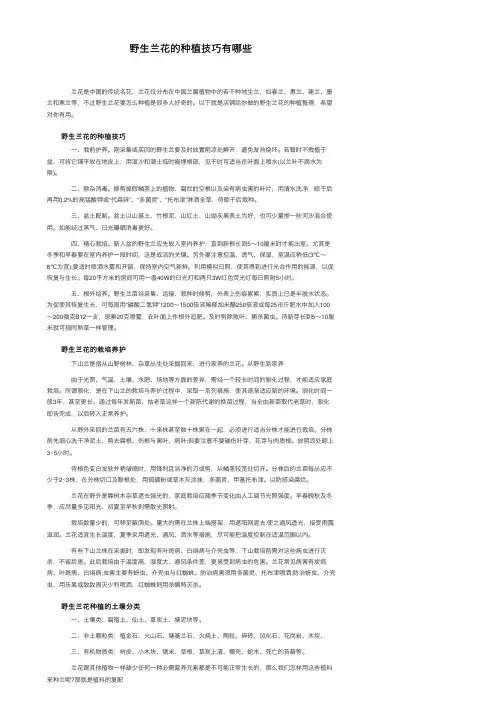 野生兰花的种植技巧有哪些