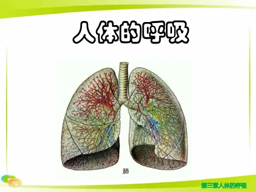 人教版中考生物单元复习：七年级下册第四单元 第三章 人体的呼吸 课件(共28张PPT)