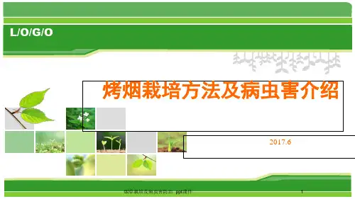 烟草栽培及病虫害防治 ppt课件