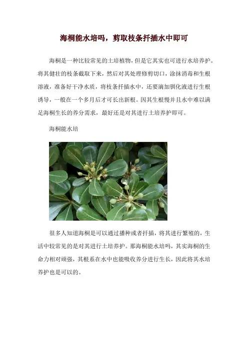海桐能水培吗,剪取枝条扦插水中即可