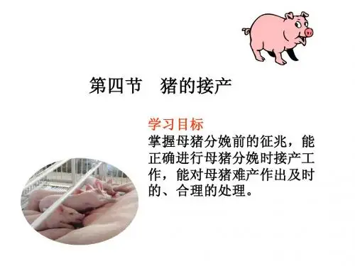 第四节猪的接产1