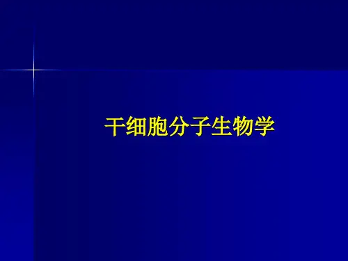 干细胞分子生物学ppt课件