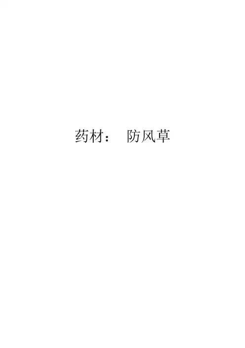药材： 防风草