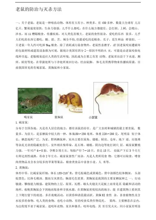 老鼠的防治与灭杀方法