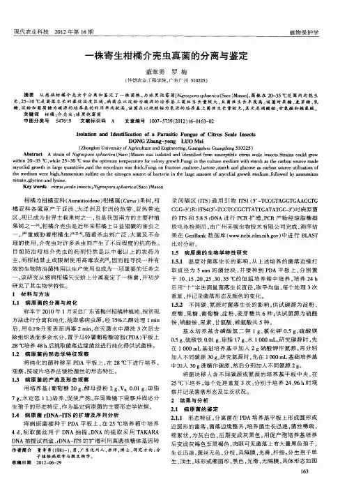一株寄生柑橘介壳虫真菌的分离与鉴定