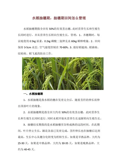 水稻抽穗期,抽穗期田间怎么管理