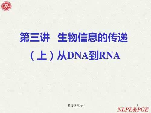 生物信息的传递ppt课件