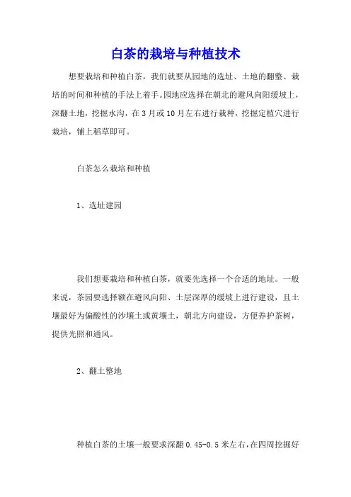 白茶的栽培与种植技术