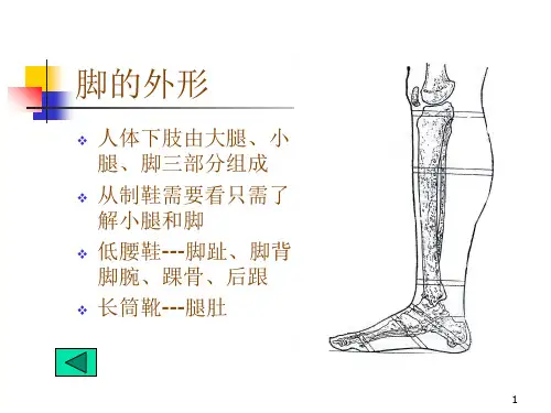 脚的形态结构
