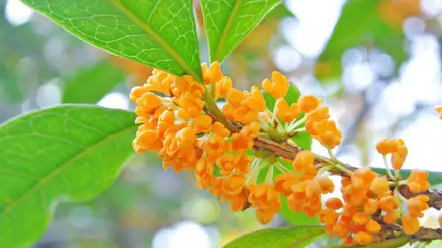 部编版五年级语文上册3 桂花雨PPT(附课堂作业)