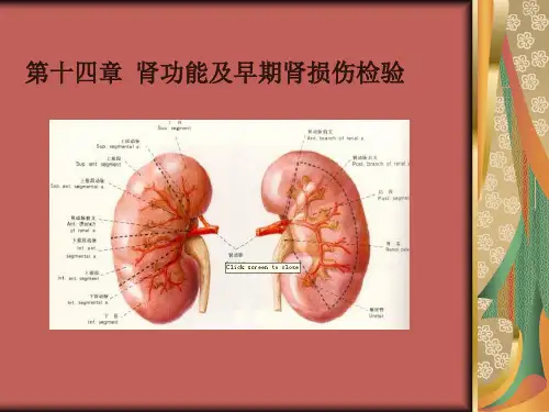专14肾功能及早期肾损伤检验