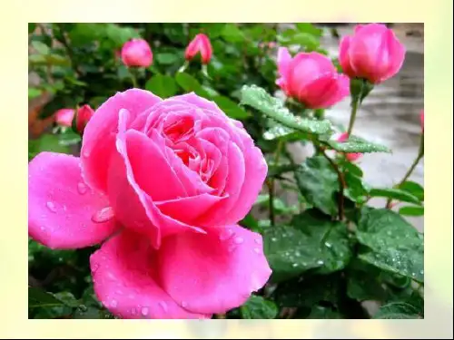 花瓣飘香PPT
