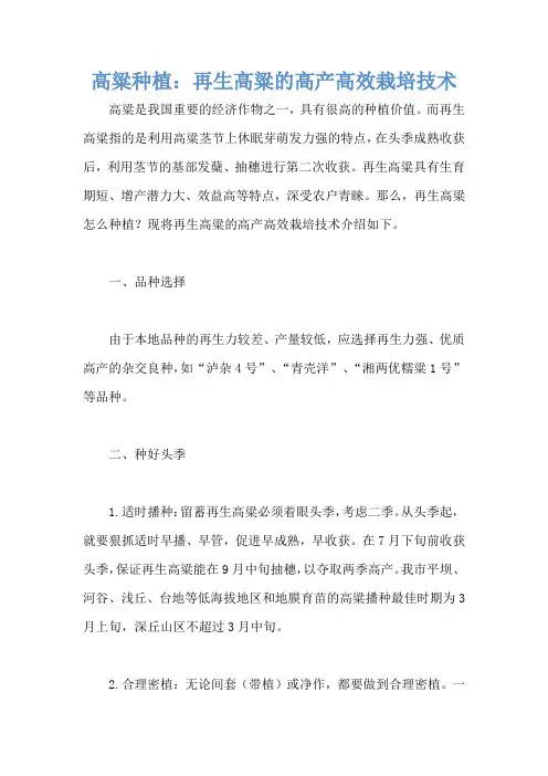 高粱种植：再生高粱的高产高效栽培技术