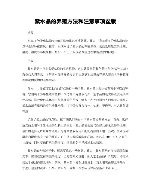 紫水晶的养殖方法和注意事项盆栽