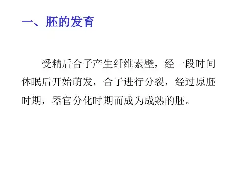 双子叶植物胚的发育