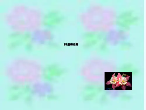 人教版二年级蜜蜂引路ppt课件