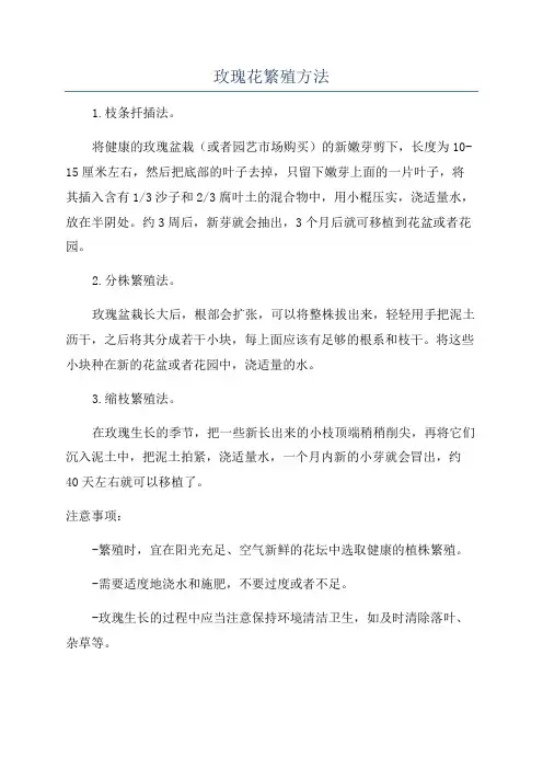 玫瑰花繁殖方法