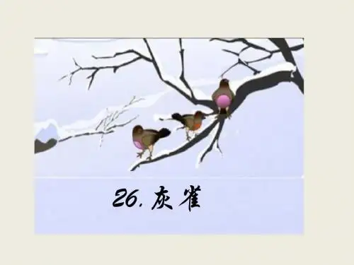 三年级上册语文课件-第8单元 26.灰雀｜人教(部编版) (共33张PPT)