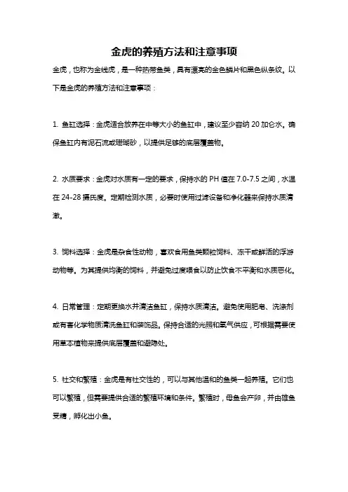 金虎的养殖方法和注意事项