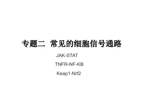 专题二   常见的细胞信号转导通路