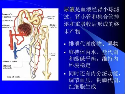 诊断尿液的检测PPT课件