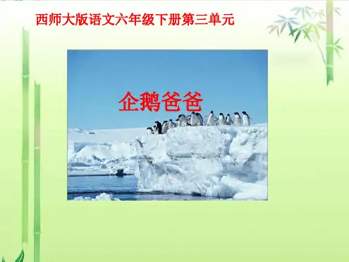 六年级语文下册课件企鹅爸爸